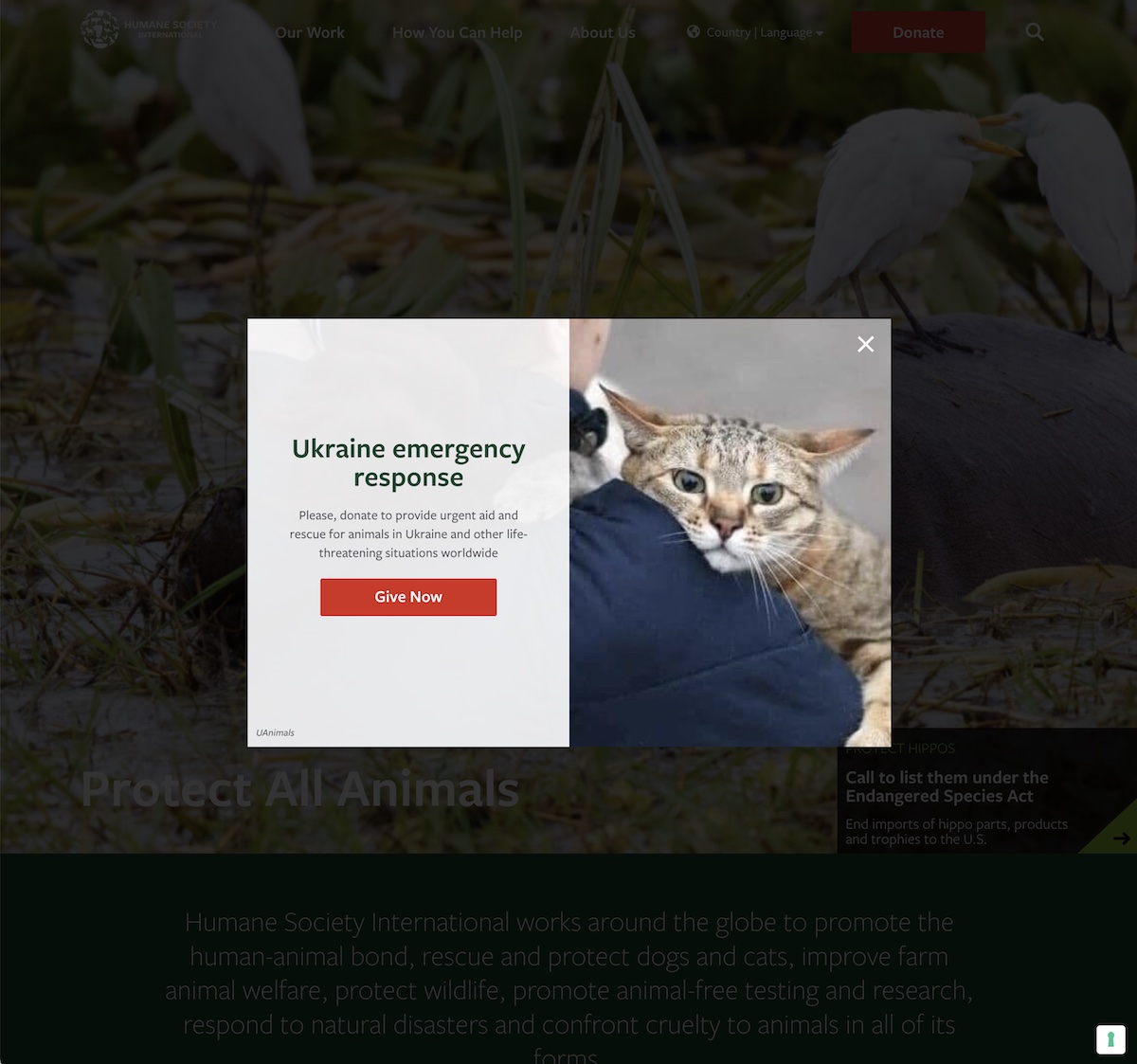 Popup affiché sur le site Web de Humane Society International