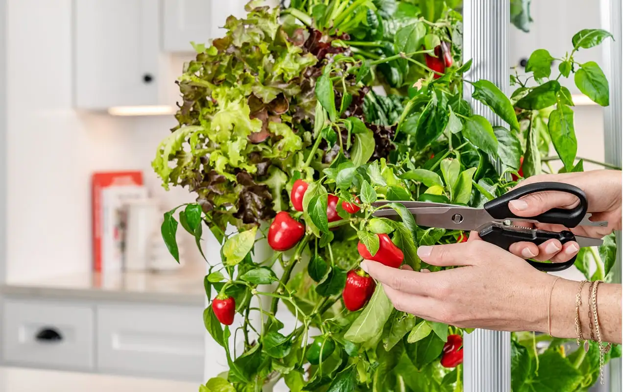 récolter des légumes d'un Gardyn