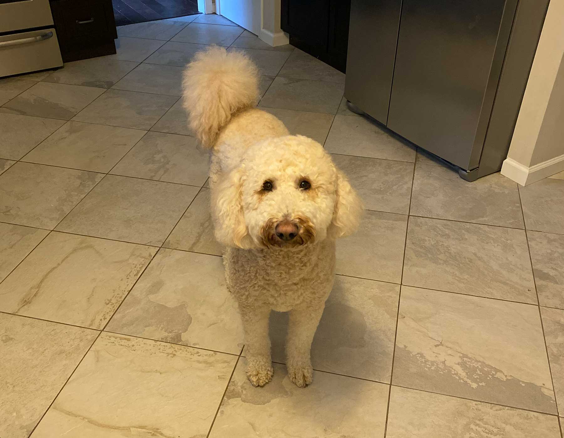 chien dans la cuisine