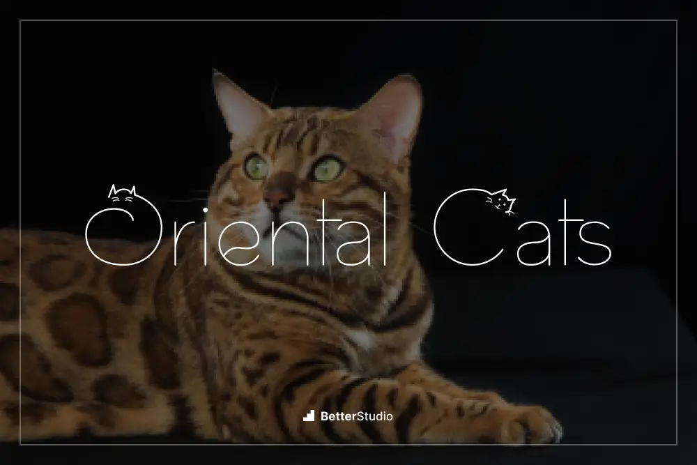 Kucing Oriental -