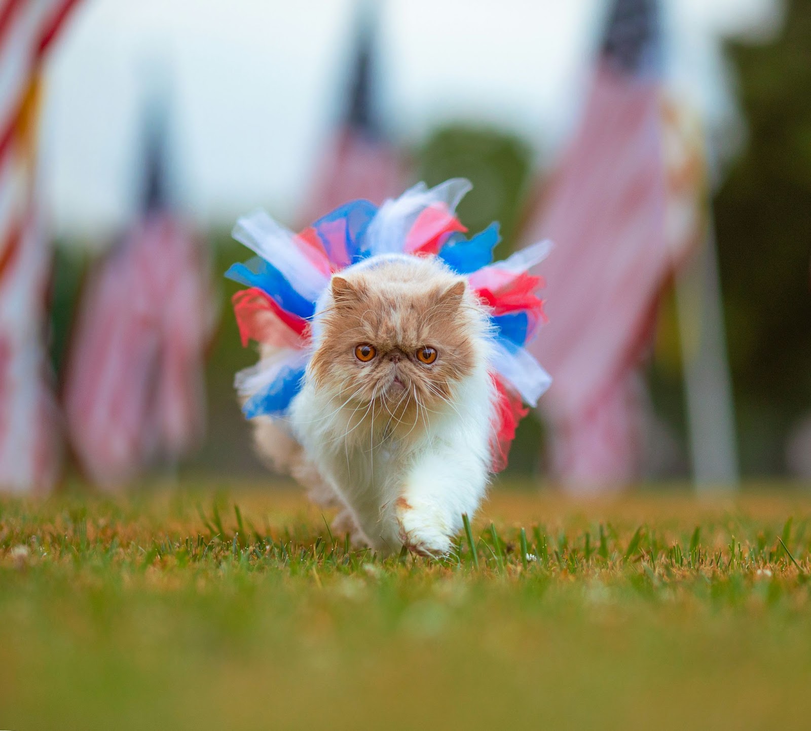 Un gato esponjoso caminando afuera y vistiendo un tutú rojo, blanco y azul con banderas estadounidenses de fondo.